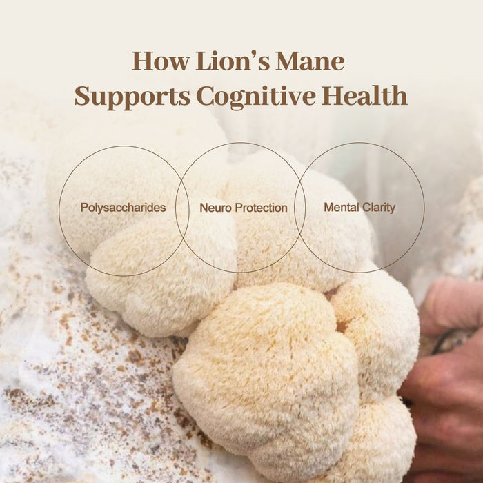 Organic Lion's Mane Mushroom Powder – Pure Lion's Mane Extract – 100g