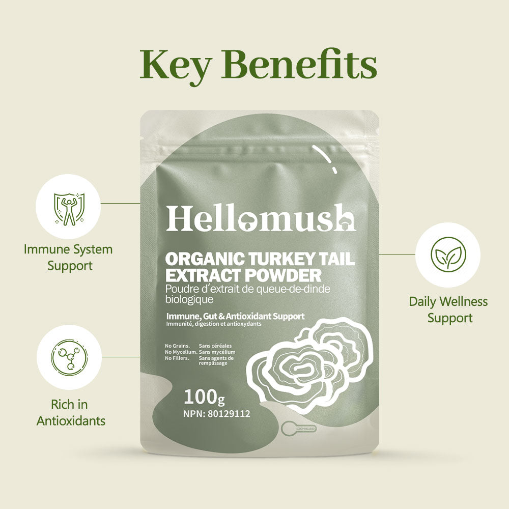 Organic Turkey Tail Mushroom Powder – Pure Turkey Tail Extract, Non-GMO & Vegan – 100g