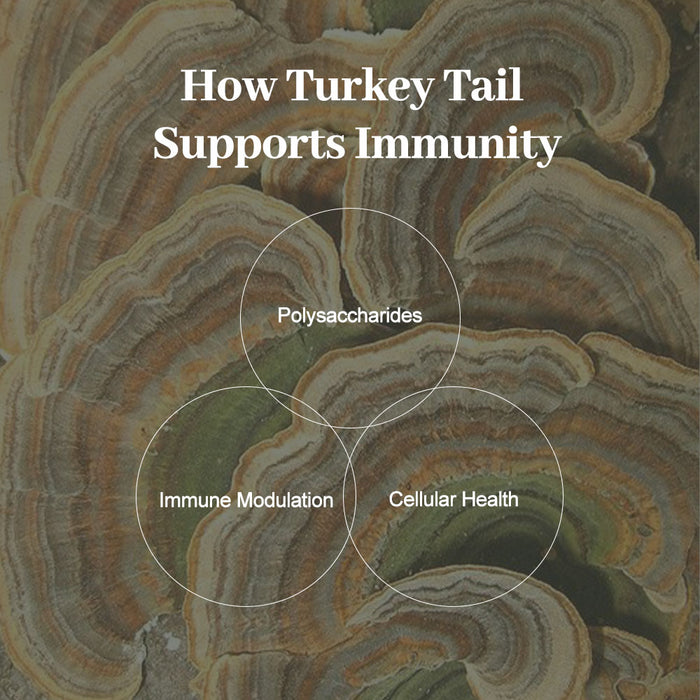 Organic Turkey Tail Mushroom Powder – Pure Turkey Tail Extract, Non-GMO & Vegan – 100g